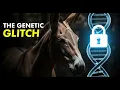 Genetic Error 63 Why Nature Locks the Mule s Ability to Reproduce