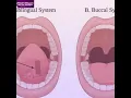 Cara Minum Obat Sublingual dan Bukal yang Benar