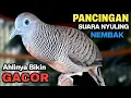 Download Lagu Perkutut Lokal Gacor Suara Paling Ampuh Untuk Pancingan Burung Perkutut Agar Bunyi.
