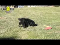 Lively Cavapoo Puppies