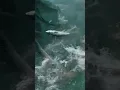 Download Lagu nelayan jaring penuh ikan tengiri 😱#viralvideo #shortsviral #trending #fishing #vlog #amazing