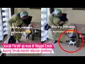 Download Lagu Ngakak sampai sakit Perut! kucing Rebutan di Gendong Emak sampai bikin Heboh/kompilasi kucing Lucu