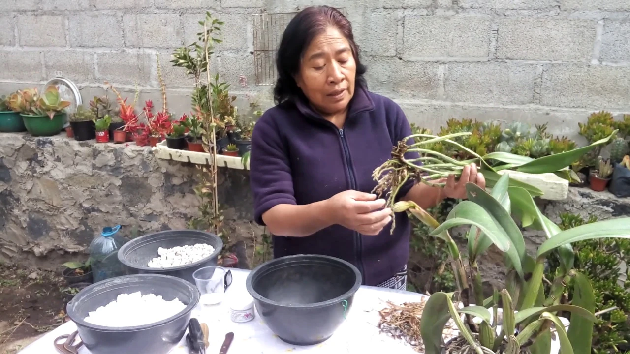 COMO CUIDAR ORQUIDEA CATTLEYA (TRASPLANTE Y CUIDADO DE ORQUIDEA)