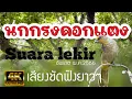 Download Lagu นกกรงดอกแตง 2023