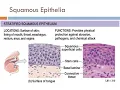 Chapter 4 Tissue level of organization