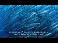 Download Lagu SANGALAKI - MARATUA - KAKABAN | Three Tales of Celebes Sea