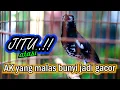 Lagu ANIS KEMBANG NGEPLONG GACOR, PANCINGAN JITU ATASI ANIS KEMBANG MALAS BUNYI CEPAT JADI GACOR