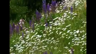 كون سبح هلل يالله يالله 