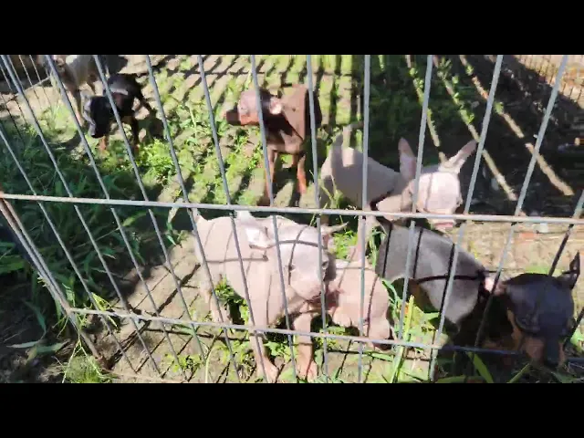 動画