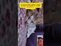 Download Lagu sleep call #kucing #cat #shortvideo #kitten