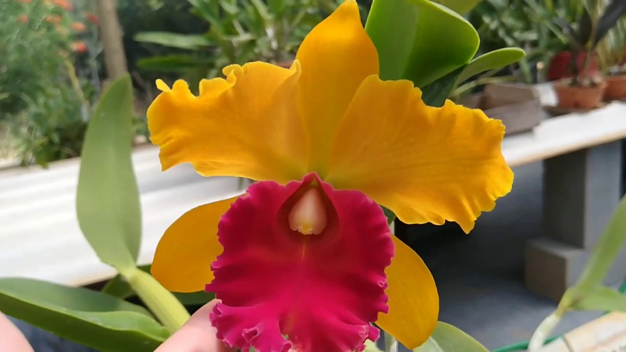 CATTLEYA BLC ALMA KEE DICAS DE CULTIVO DE ORQUIDEA
