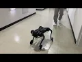 Deployment of quadruped hind-skating