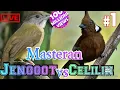 Lagu Masteran jenggot vs celilin dan terapi air