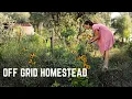 Download Lagu Growing our own Food \u0026 Slow Living in a 40'C Heatwave