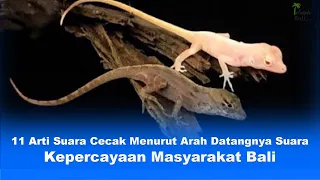 Download 11 Arti Suara Cecak Menurut Kepercayaan Masyarakat Bali MP3