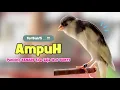 Download Lagu KENARI Gacor PANJANG !!! Suara PANCINGAN KENARI PAUD Belajar BUNYI Ngeriwik - MASTERAN Kenari PAUD