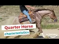 Quarter Horse characteristics origin disciplines