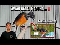 TRIK JITU ANTI GAGAL MABUNG‼️STOP Cara Klasik Merawat Murai Mabung