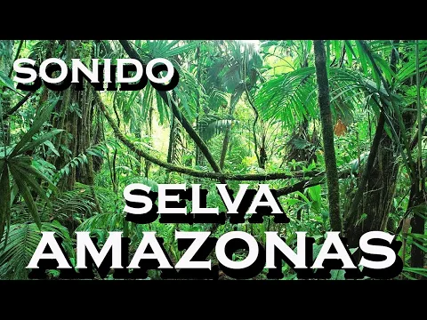 Download MP3 SONIDO-de selva AMAZONAS