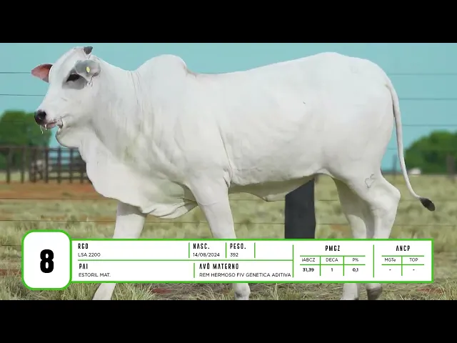 Novilha Nelore LSA - 2200