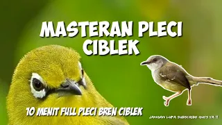 Download Masteran Pleci Ciblek !! Bren Ciblek ( Disertai gemericik air ) MP3