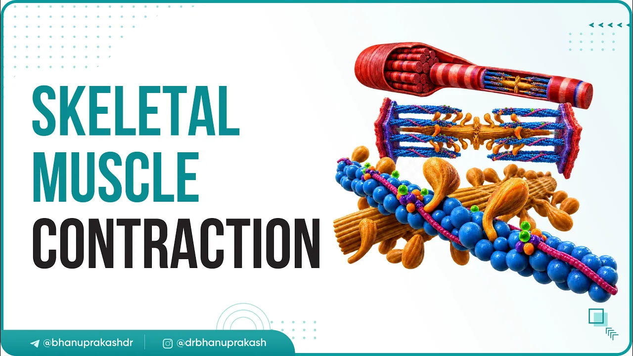 Skeletal muscle contraction : Muscle physiology Animations