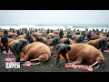 Download Lagu Butchering a $15,000 Walrus to Feed an Entire Arctic Town — Why Do They Still Hunt So Many?