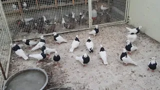 مساجي لعيون اهل كربلاء 