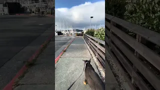 #Fyp #dream #doberman #pets #vlog