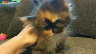 Tortishell RagaMuffin female
