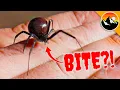 WILL IT BITE Black Widow Challenge Tests Nerves