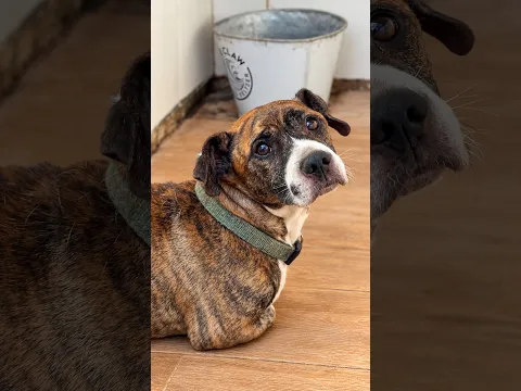 Lo saqué en brazos de la perrera. Mira a Bombón ahora.