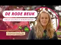 Download Lagu De rode beuk als boom | BOMENTA(L)K #109