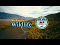 Working for Wildlife Canada Lynx Population Dynamics in Southcentral Alaska