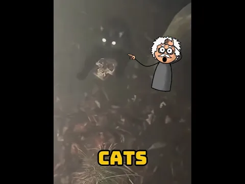 Black Cat With No Shadow 😰