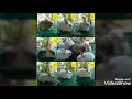Download Lagu Video gambar(g):Arnab