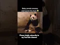 Baby panda sneeze and scares his mom