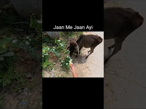 Kaalu Or Roxi | Ab Jaan Me Jaan Ayi...