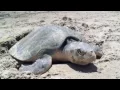 Egg Hatching is underway for Loggerhead and Green Sea Turtles