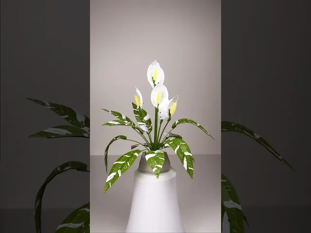 Low Poly Plant - Peace Lily video thumbnail