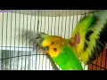 Download Lagu PARKIT GACOR ! full materi tembak beset crecet masteran murai C ijo anis kacer / Budgie Parakeet