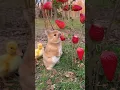 Download Lagu Kelinci dan bebek #shorts #shortvideo #tiktok #tiktokvideo #kelinci #bebek #strawberry #funny