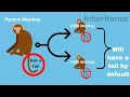 Inheritance Interfaces Polymorphism in Java