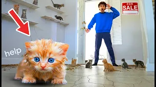 i bought a house full of abandoned stray kittens sad