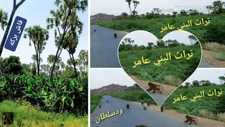 تراث البني عامر الفنان محمدادم تبليني قبي يعالكي 