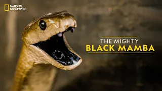 Download The Mighty Black Mamba | Legends of Venom | हिन्दी | National Geographic MP3