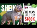 Meet Sheik The 180 000 Pit Monster Taking Over the Bully World sambakennels