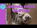 Fun Sloth Facts Discover the World s Slowest Animal