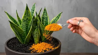  just one spoonful instantly revive your houseplants 