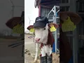 Deze koe was nauwelijks te herkennen!
